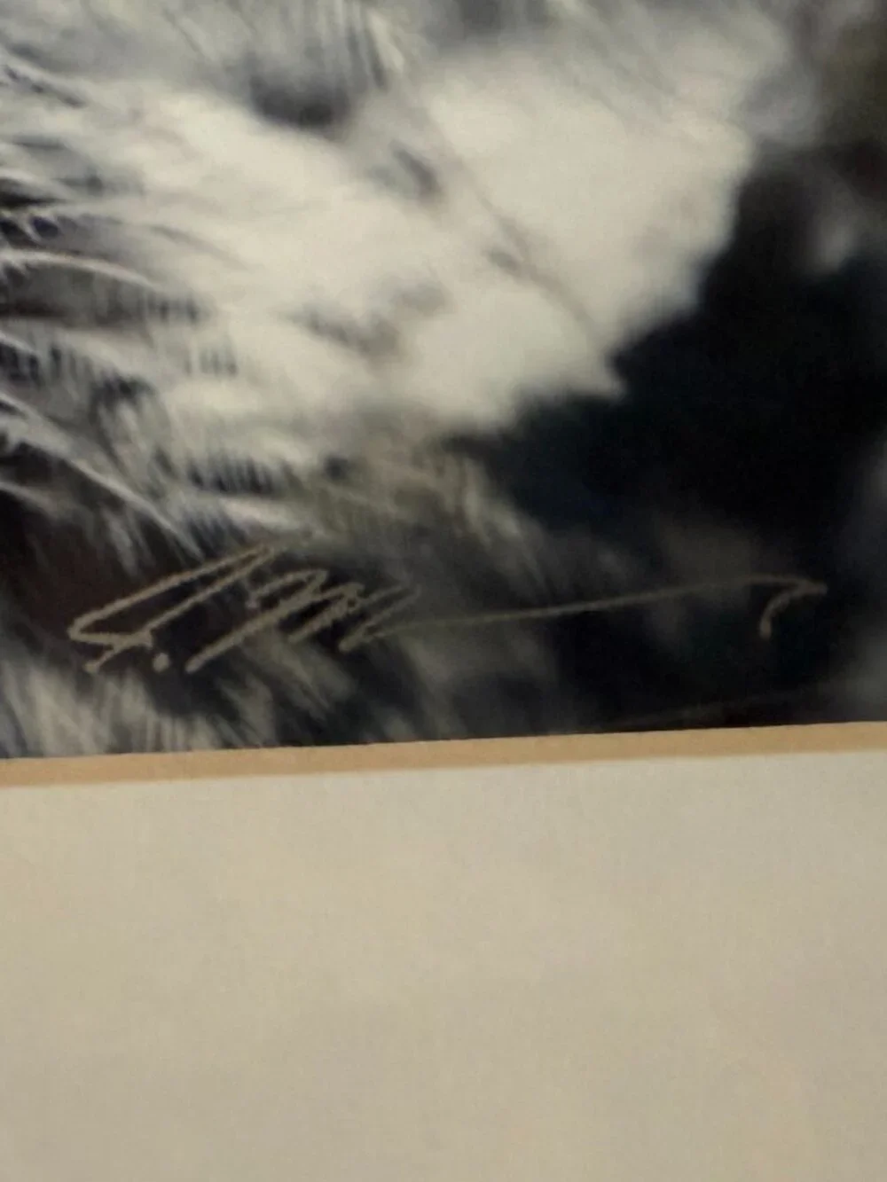 8x14 Close up of owl photograph